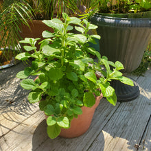 Load image into Gallery viewer, Vick Plant