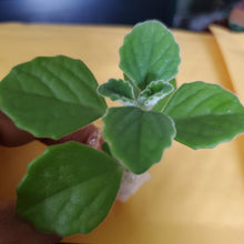Load image into Gallery viewer, Vick Plant