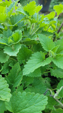 Load image into Gallery viewer, Catnip plant