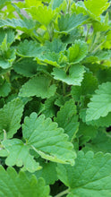 Load image into Gallery viewer, Catnip plant