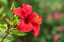 Load image into Gallery viewer, 12 Flower Seed Packs