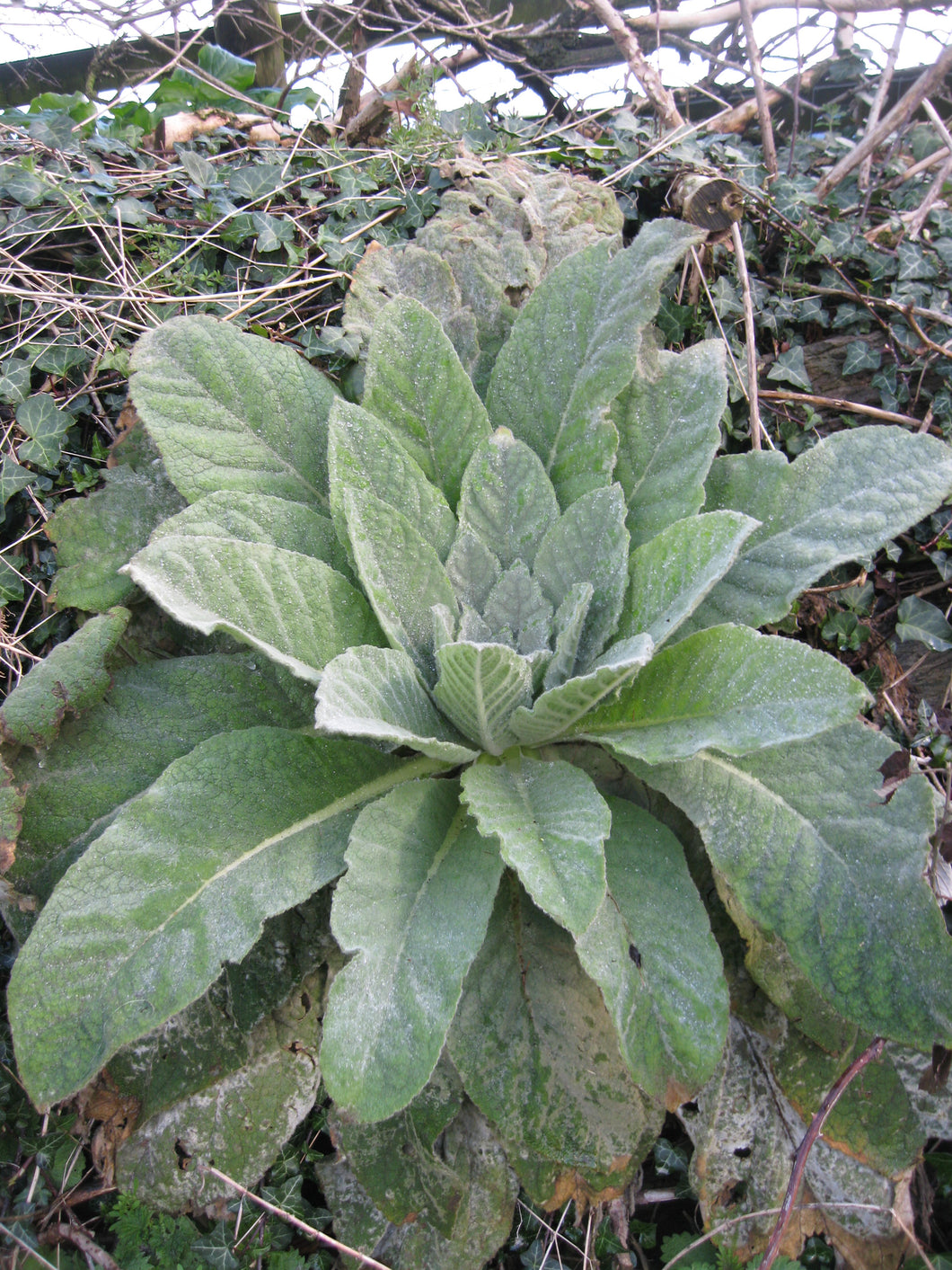 Mullein Seeds