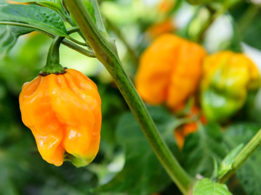 Habanero seeds