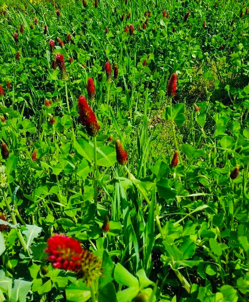 lb Red Clover